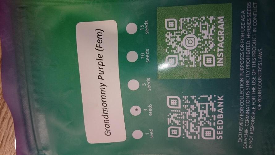 Lady Iphigenia. Week 0 - 0