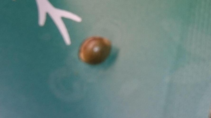 Lady Iphigenia. Week 0 - 0