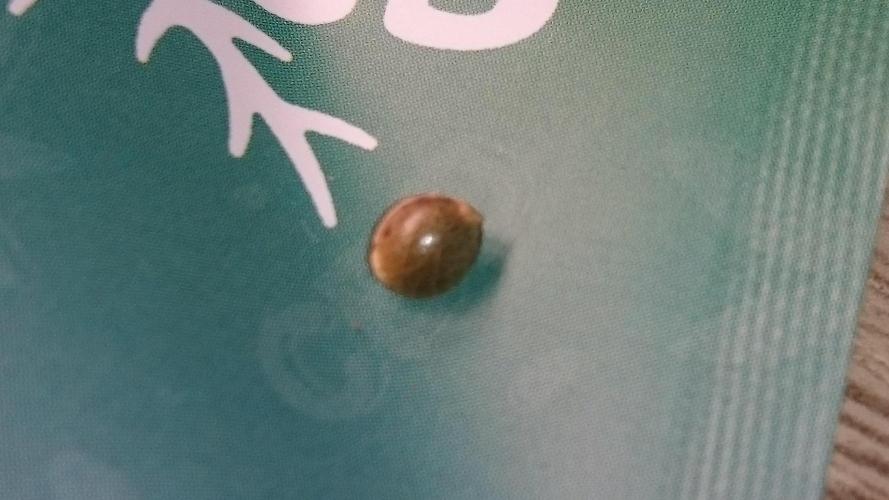 Lady Iphigenia. Week 0 - 0