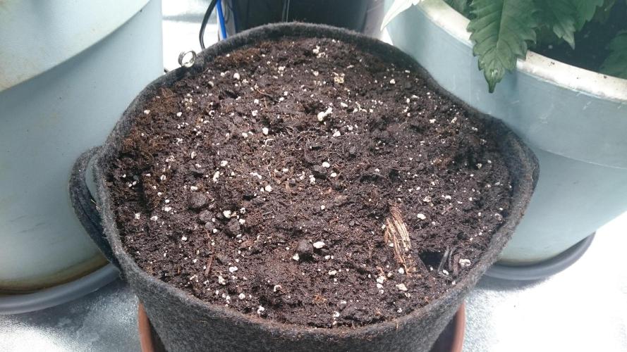 Lady Iphigenia. Week 0 - 0