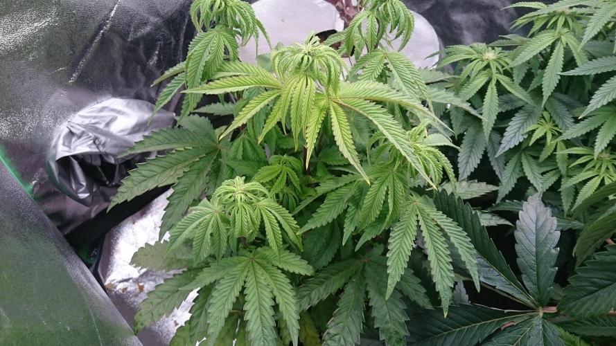 Lady Parysatis. Week 5 - 53