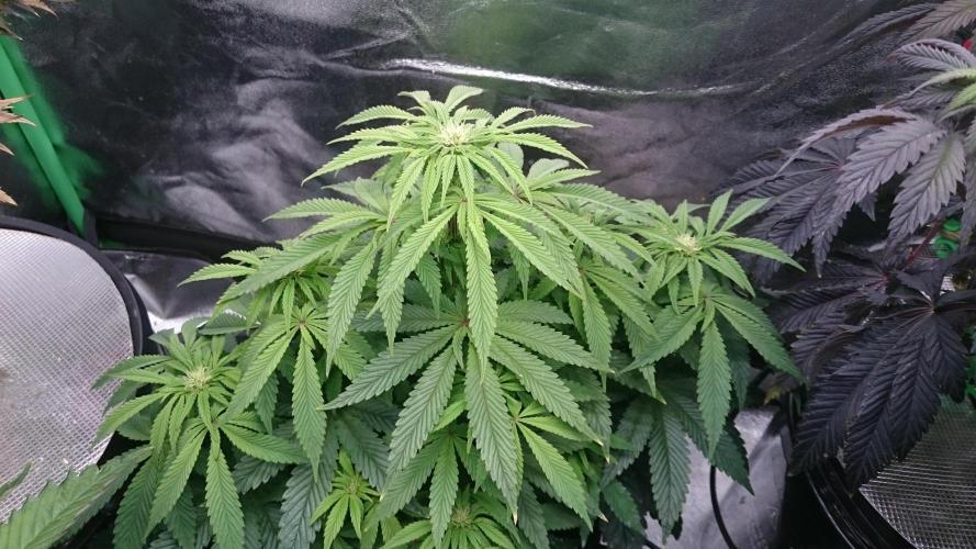 Lady Muireann. Week 7 - 75