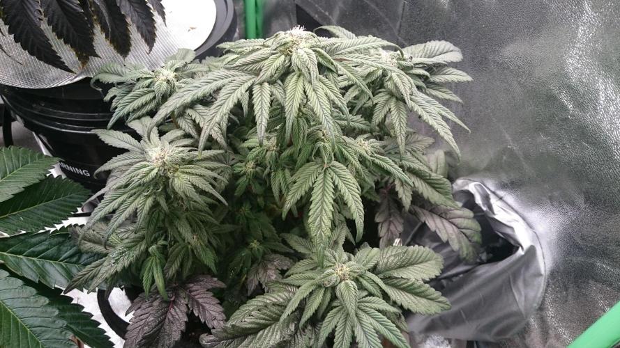 Bagseed BloodDragon lastone. Week 9 - 2