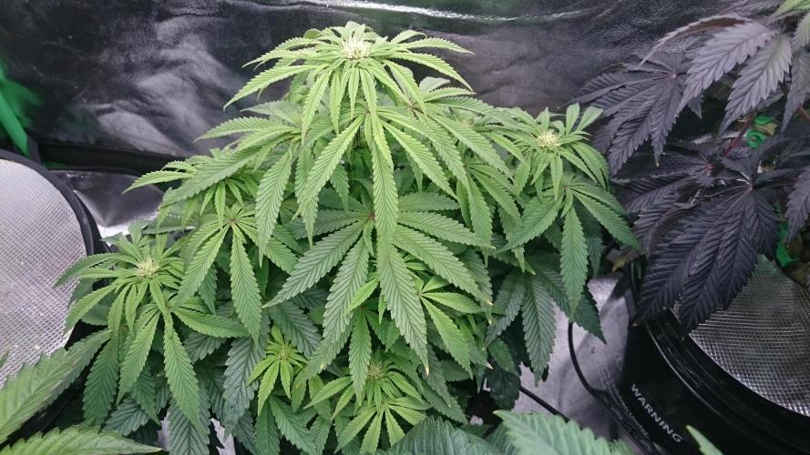 Lady Muireann. Week 7 - 76