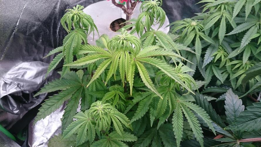 Lady Parysatis. Week 5 - 54