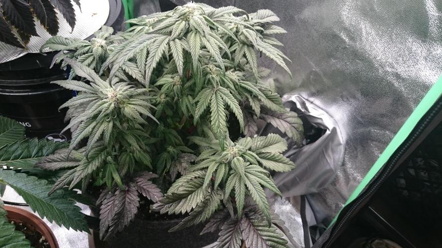 Bagseed BloodDragon lastone. Week 9 - 3