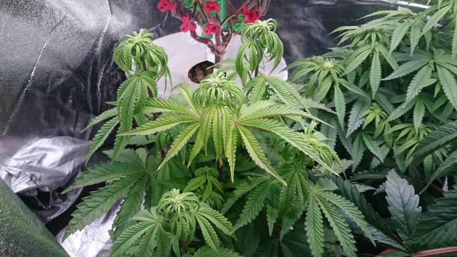 Lady Parysatis. Week 5 - 55