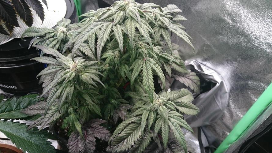 Bagseed BloodDragon lastone. Week 9 - 4