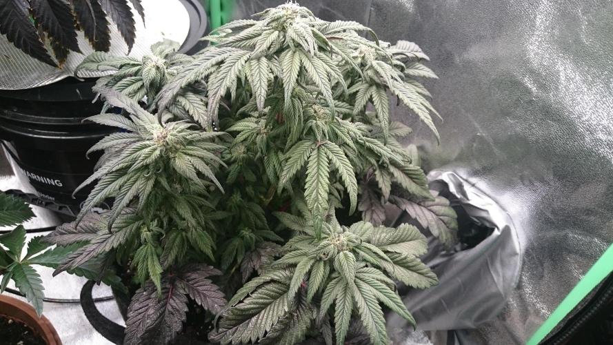 Bagseed BloodDragon lastone. Week 9 - 5