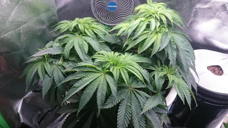 Lady Ambrosia. Week 5 - 58