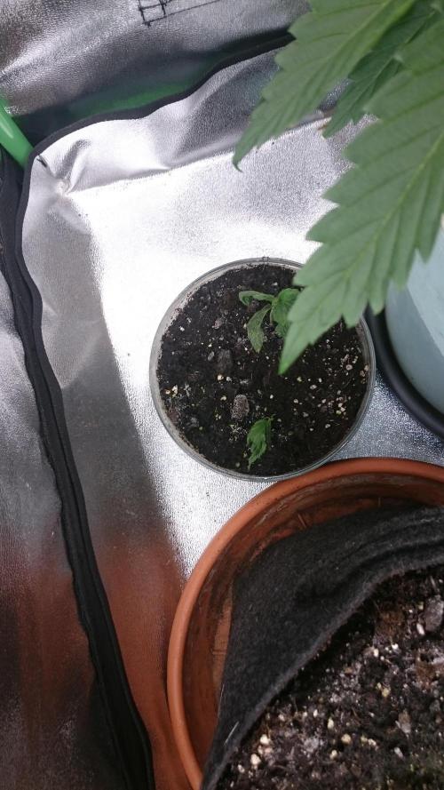 Lady LAdy. Week 3 - 31