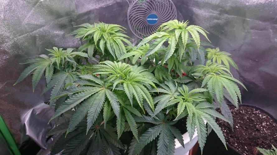 Lady Ambrosia. Week 6 - 60