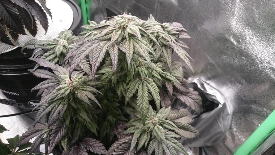 Bagseed BloodDragon lastone. Week 9 - 8
