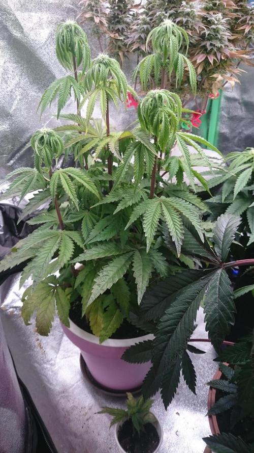 Lady Parysatis. Week 5 - 59