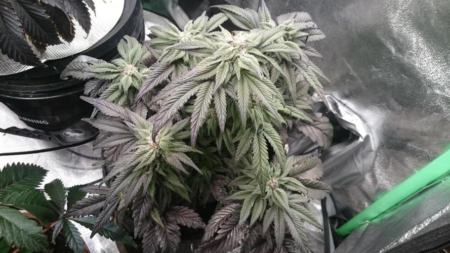 Bagseed BloodDragon lastone. Week 9 - 9