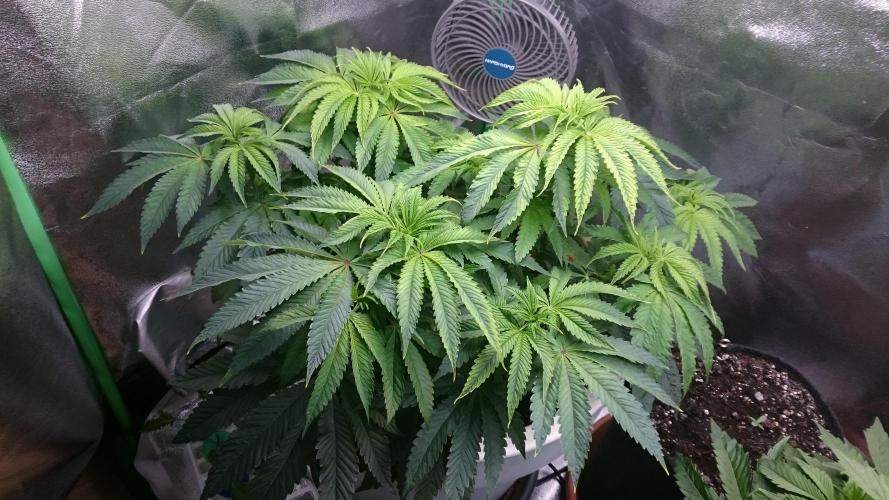 Lady Ambrosia. Week 6 - 62
