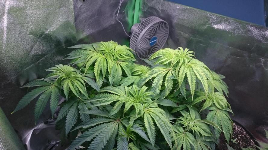Lady Ambrosia. Week 6 - 64
