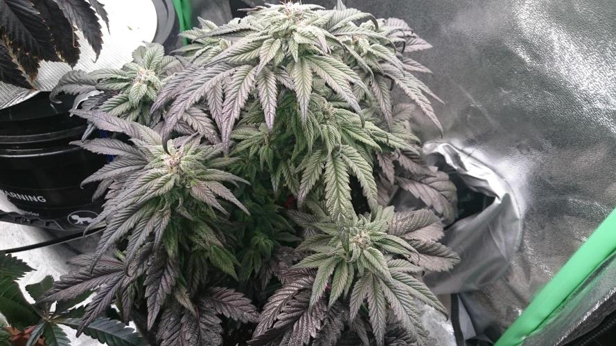 Bagseed BloodDragon lastone. Week 10 - 10