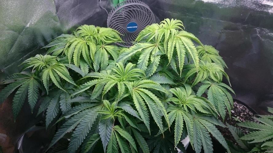Lady Ambrosia. Week 6 - 65