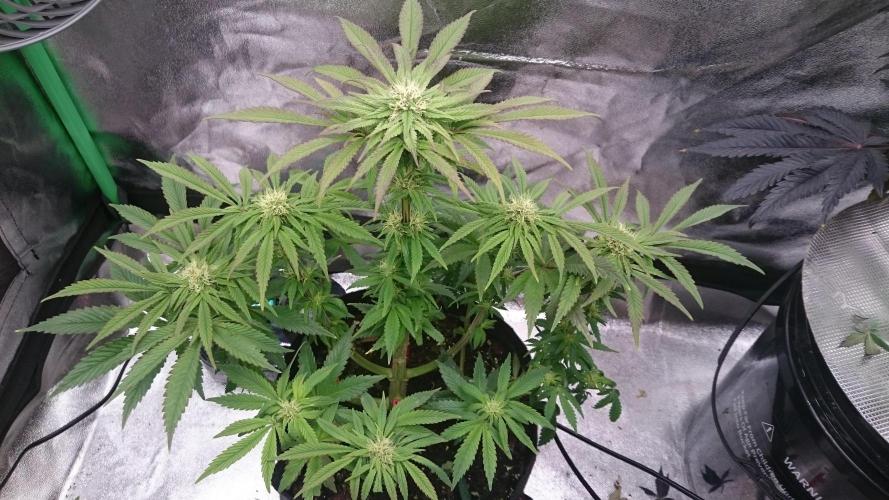 Lady Muireann. Week 8 - 84
