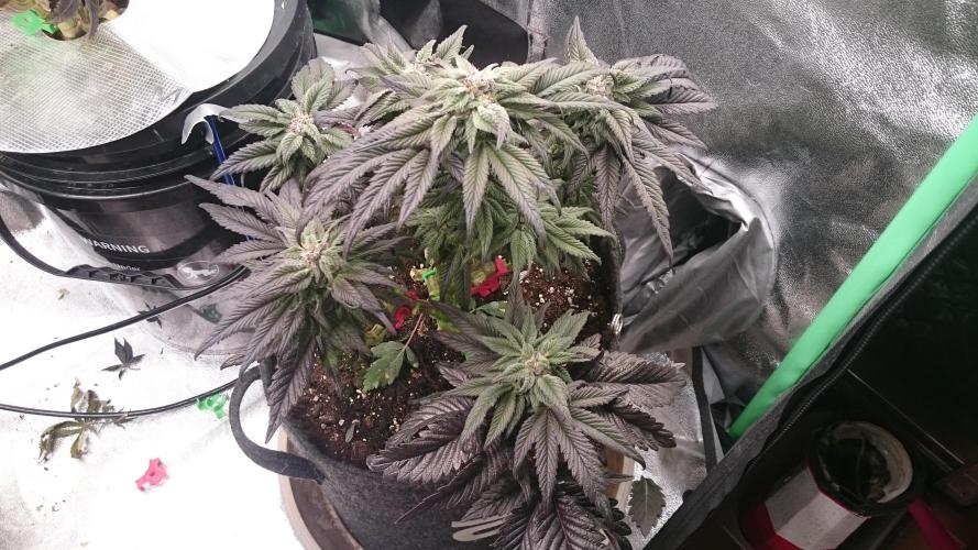 Bagseed BloodDragon lastone. Week 10 - 11