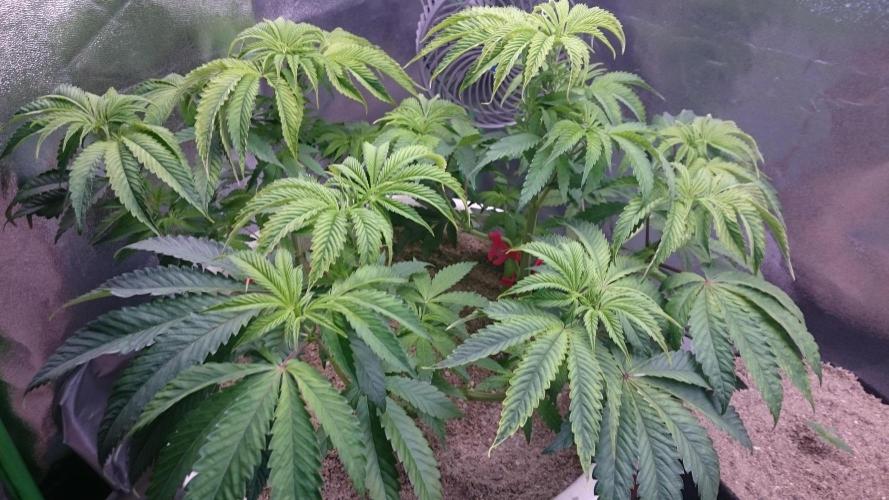 Lady Ambrosia. Week 6 - 65