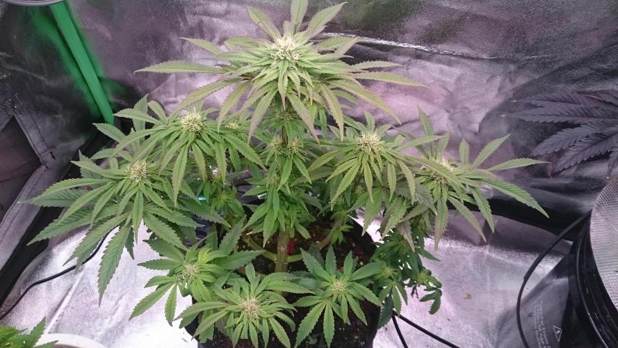 Lady Muireann. Week 8 - 85