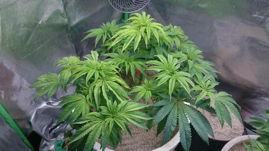 Lady Ambrosia. Week 6 - 66