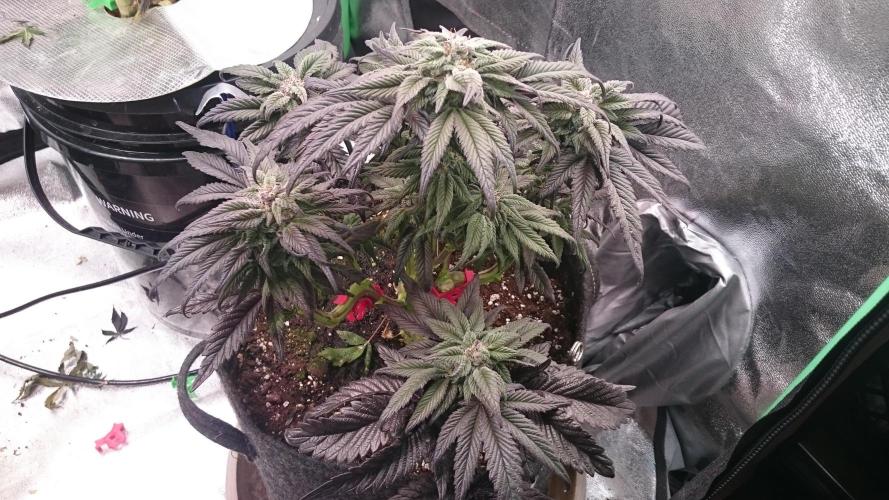 Bagseed BloodDragon lastone. Week 10 - 12