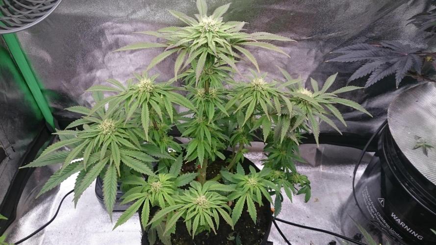 Lady Muireann. Week 8 - 86