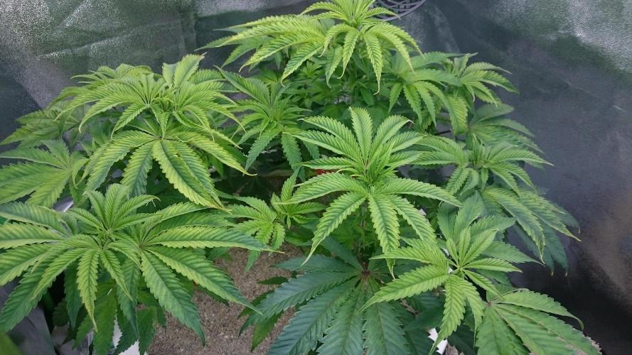 Lady Ambrosia. Week 6 - 67