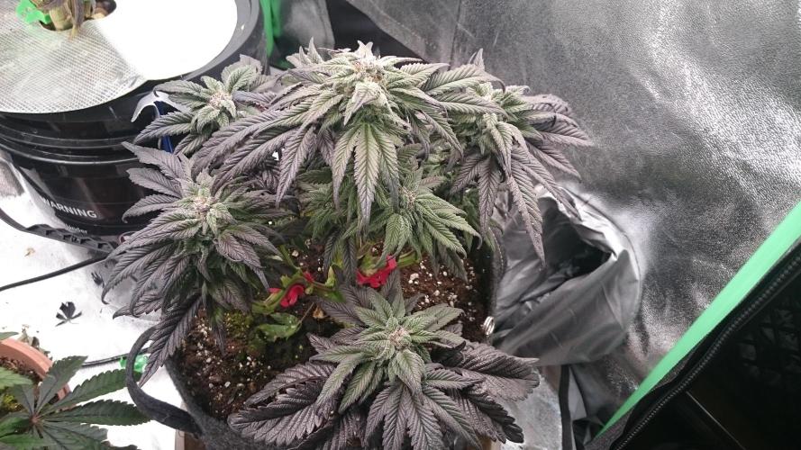 Bagseed BloodDragon lastone. Week 10 - 13