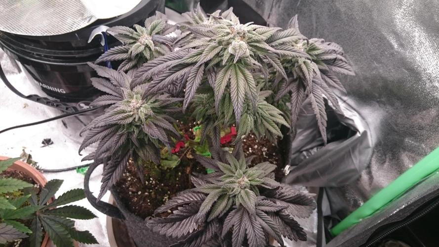 Bagseed BloodDragon lastone. Week 10 - 14