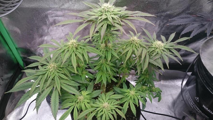 Lady Muireann. Week 8 - 87