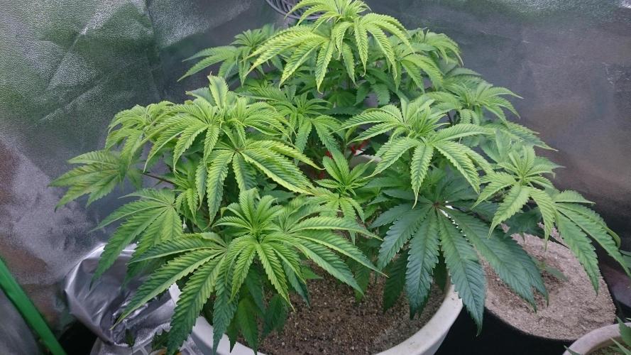 Lady Ambrosia. Week 6 - 68