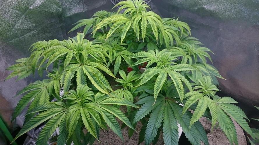 Lady Ambrosia. Week 6 - 69