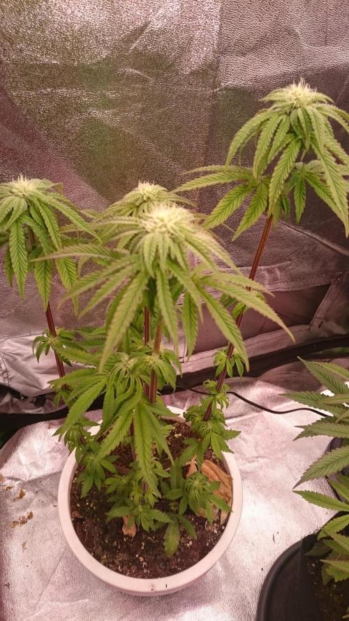 Lady Parysatis. Week 6 - 67