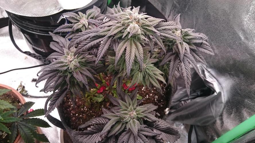 Bagseed BloodDragon lastone. Week 10 - 15