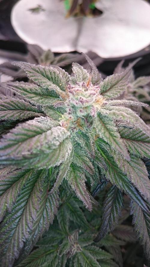 Bagseed BloodDragon lastone. Week 10 - 15