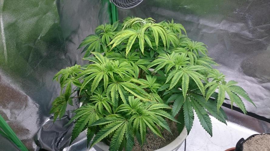 Lady Ambrosia. Week 7 - 70