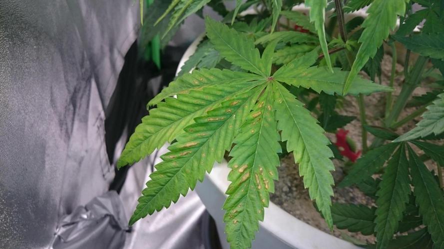 Lady Ambrosia. Week 7 - 70
