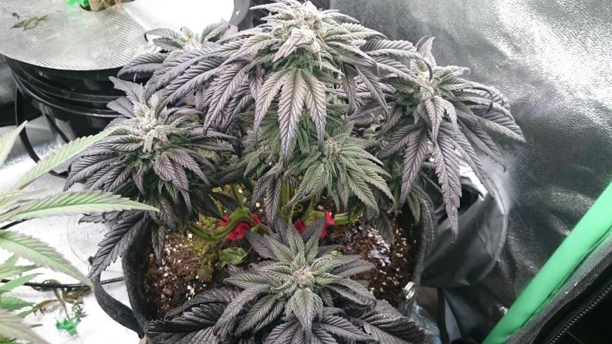 Bagseed BloodDragon lastone. Week 10 - 16