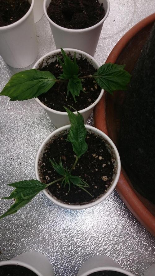 Lord Sopdet. Week 5
