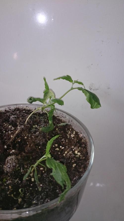 Lady LAdy. Week 4