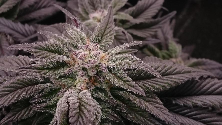 Bagseed BloodDragon lastone. Week 10 - 17