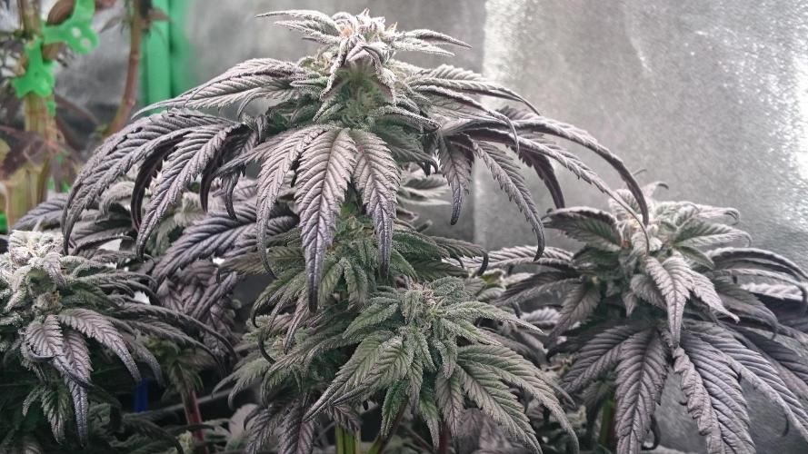 Bagseed BloodDragon lastone. Week 10 - 17