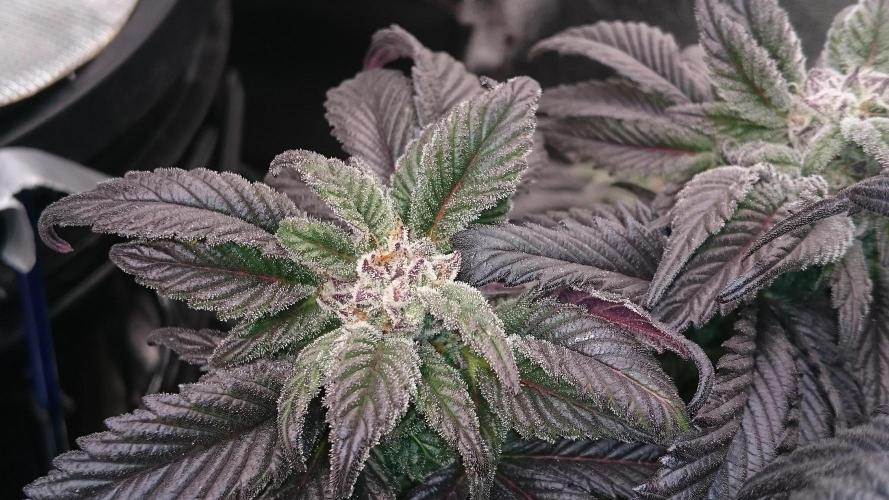 Bagseed BloodDragon lastone. Week 10 - 17
