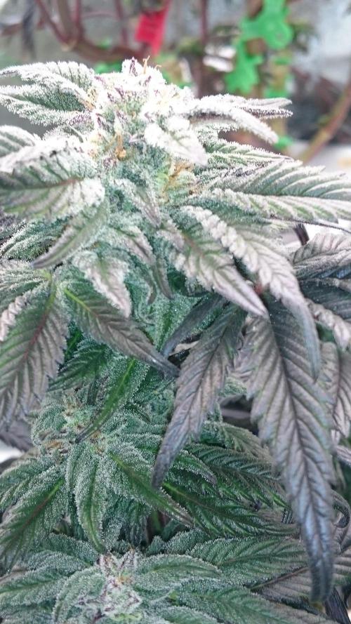 Bagseed BloodDragon lastone. Week 10 - 17