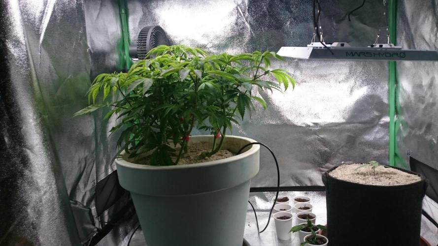 Lady Ambrosia. Week 7 - 71