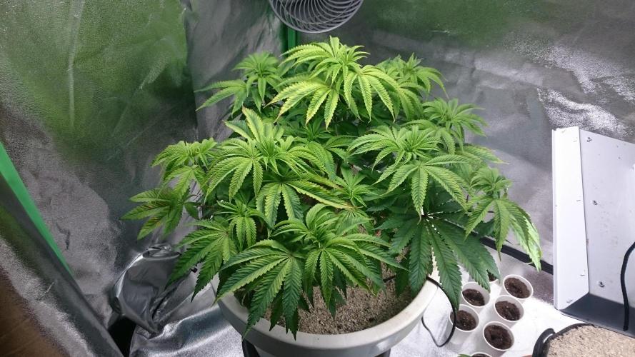 Lady Ambrosia. Week 7 - 71